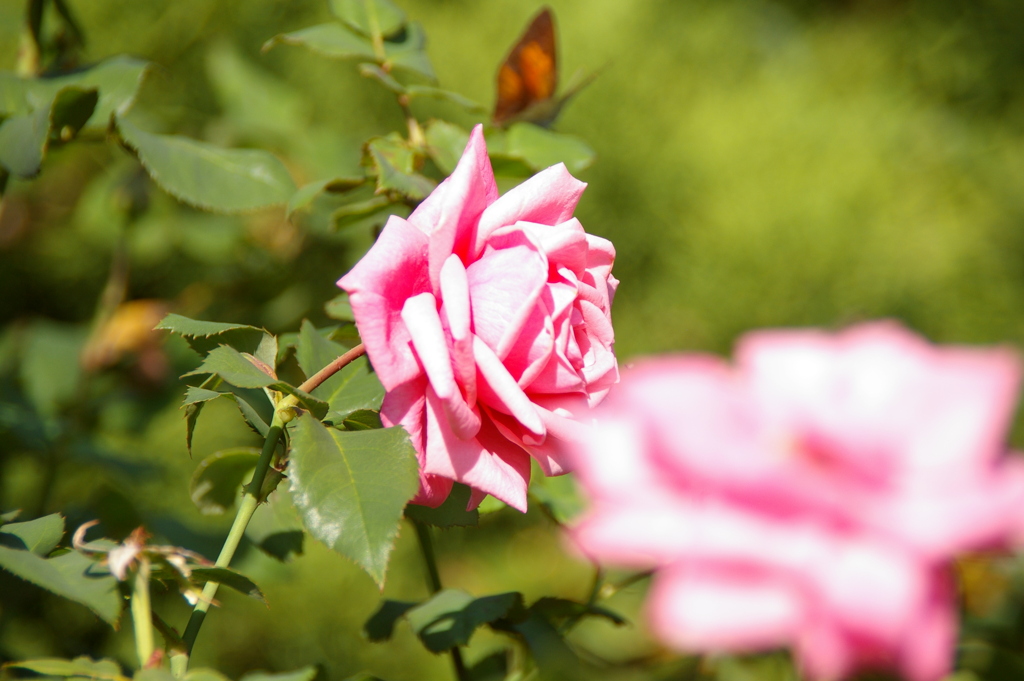 瓦林公園（バラ公園）秋版