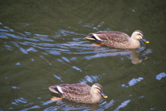 甲山森林公園のカルガモさん