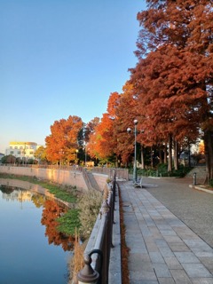 尼崎市庄下川沿いの並木