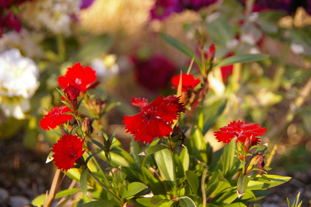 ダイアンサス（なでしこ）