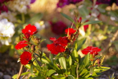 ダイアンサス（なでしこ）