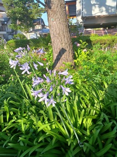 アガパンサス　爽やかブルー