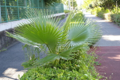 IMGP3535　野良棕櫚(ノラシュロ）その1