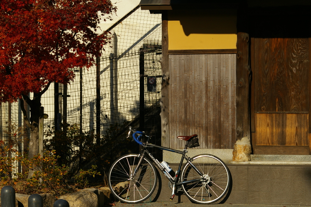 晩秋のサイクリング