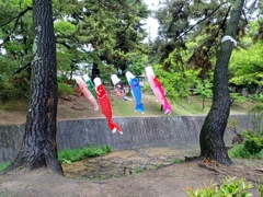 夙川公園の鯉のぼり