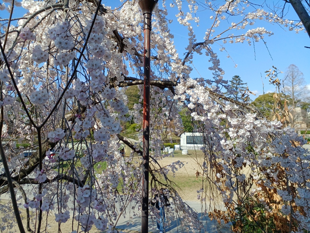西宮震災記念碑公園のシダレザクラ