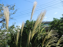秋空とススキ