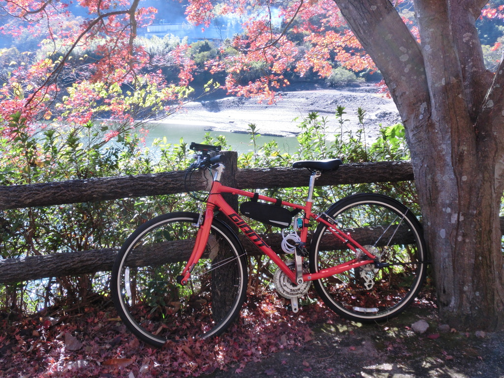 紅葉狩りサイクリング