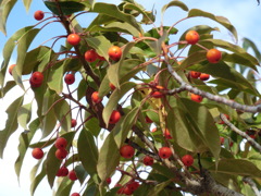 ソヨゴ（冬青）に赤い実