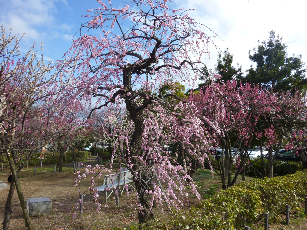 西宮市甲東梅林