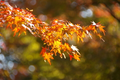 鷲林寺の紅葉