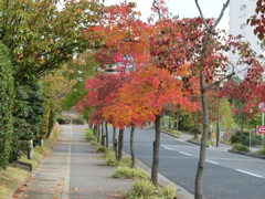 並木道の紅葉