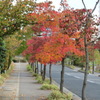 並木道の紅葉