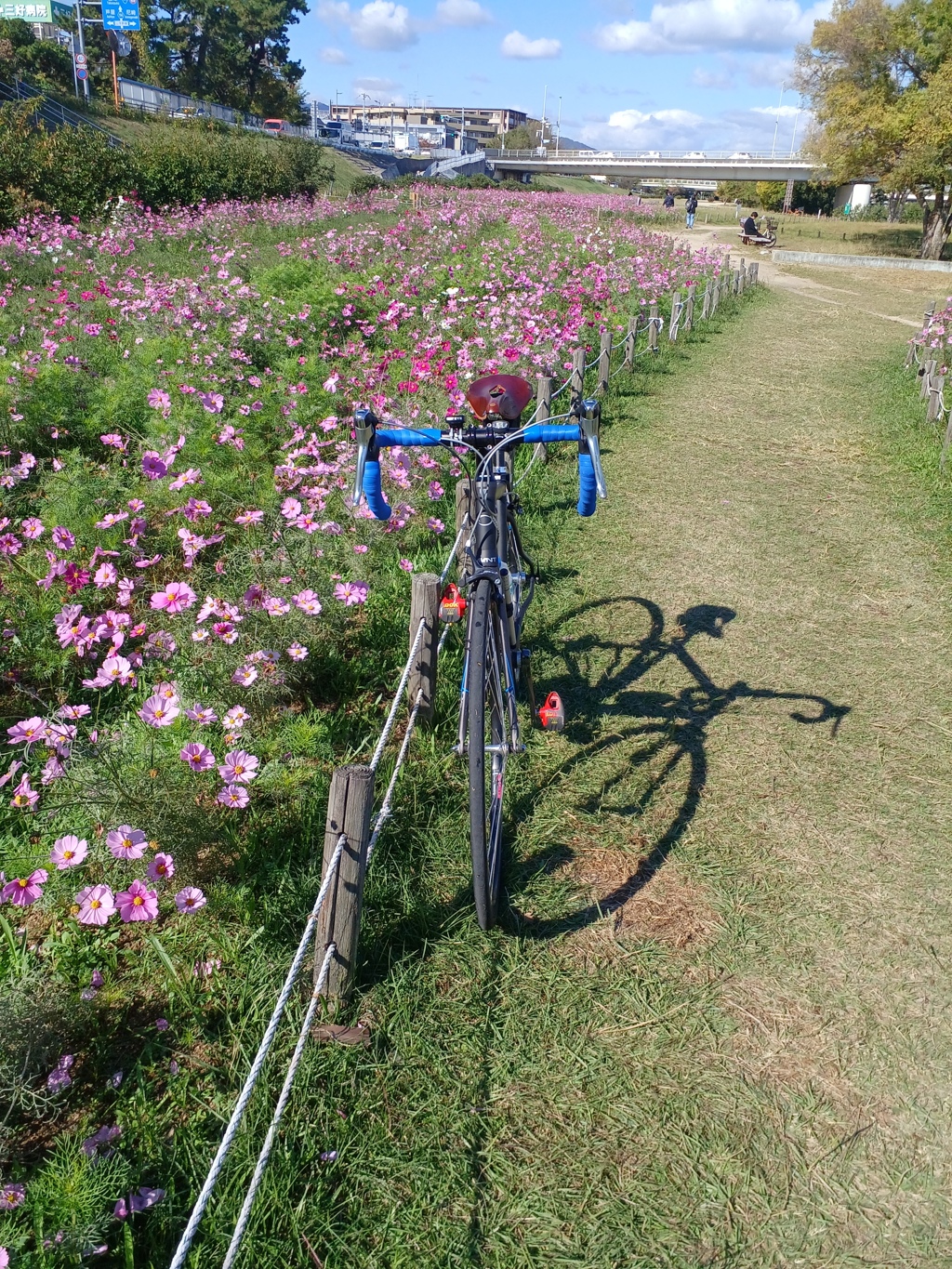 コスモスの花道