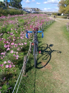 コスモスの花道