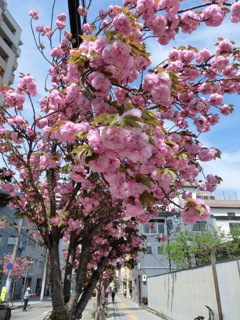 ３番バッター八重桜