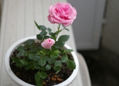 鉢植えバラの蕾が咲きそう