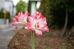 歩道のアマリリス