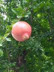 石榴（ザクロ）