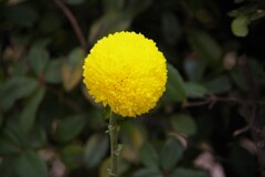 コツラ（花ほたる）