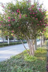 サザンカの咲いた道