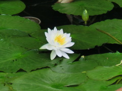 西宮市神呪寺の蓮池　その1