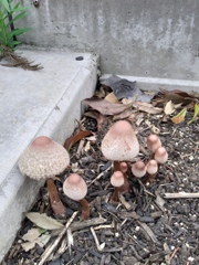 ほにゃにゃら茸