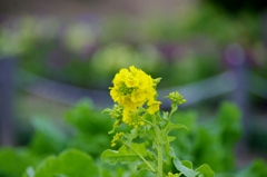 武庫川河川敷で菜の花