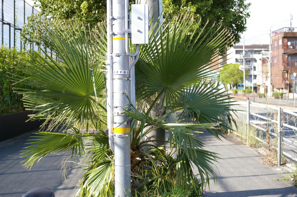 野良棕櫚（ノラシュロ）その2