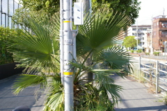 野良棕櫚（ノラシュロ）その2