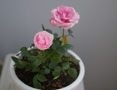 バラの花が咲きました