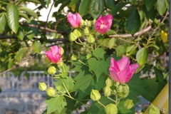 ボチボチの芙蓉（フヨウ）