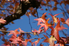 青空に紅葉