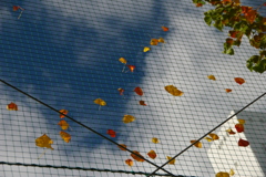 強風でネットに貼りついた紅葉