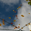 強風でネットに貼りついた紅葉
