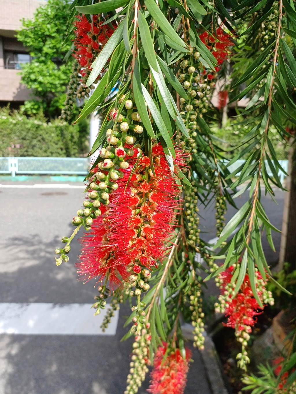 ブラシの木