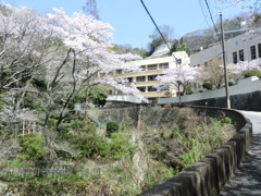 激坂散歩道の桜