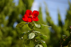 瓦林公園（バラ公園）秋版