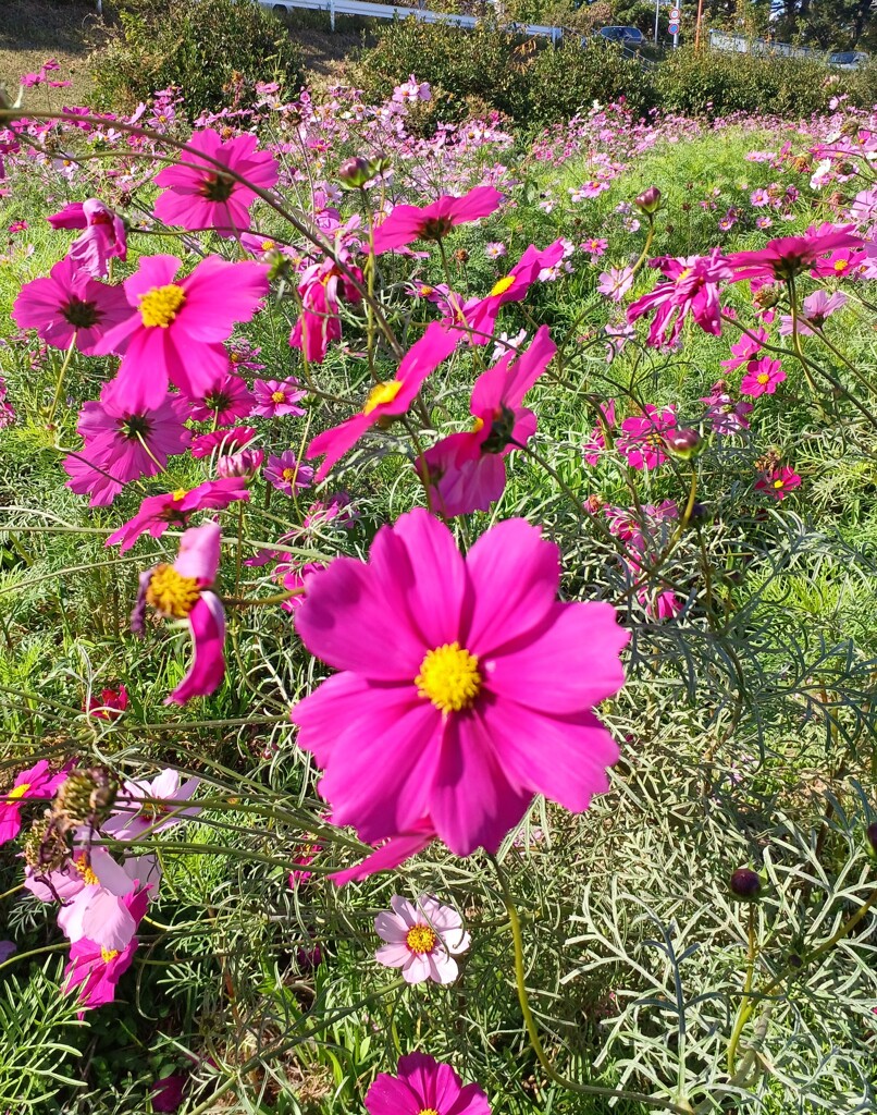 コスモスの花道