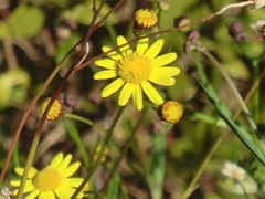 ナルトサワギク（特定外来生物）