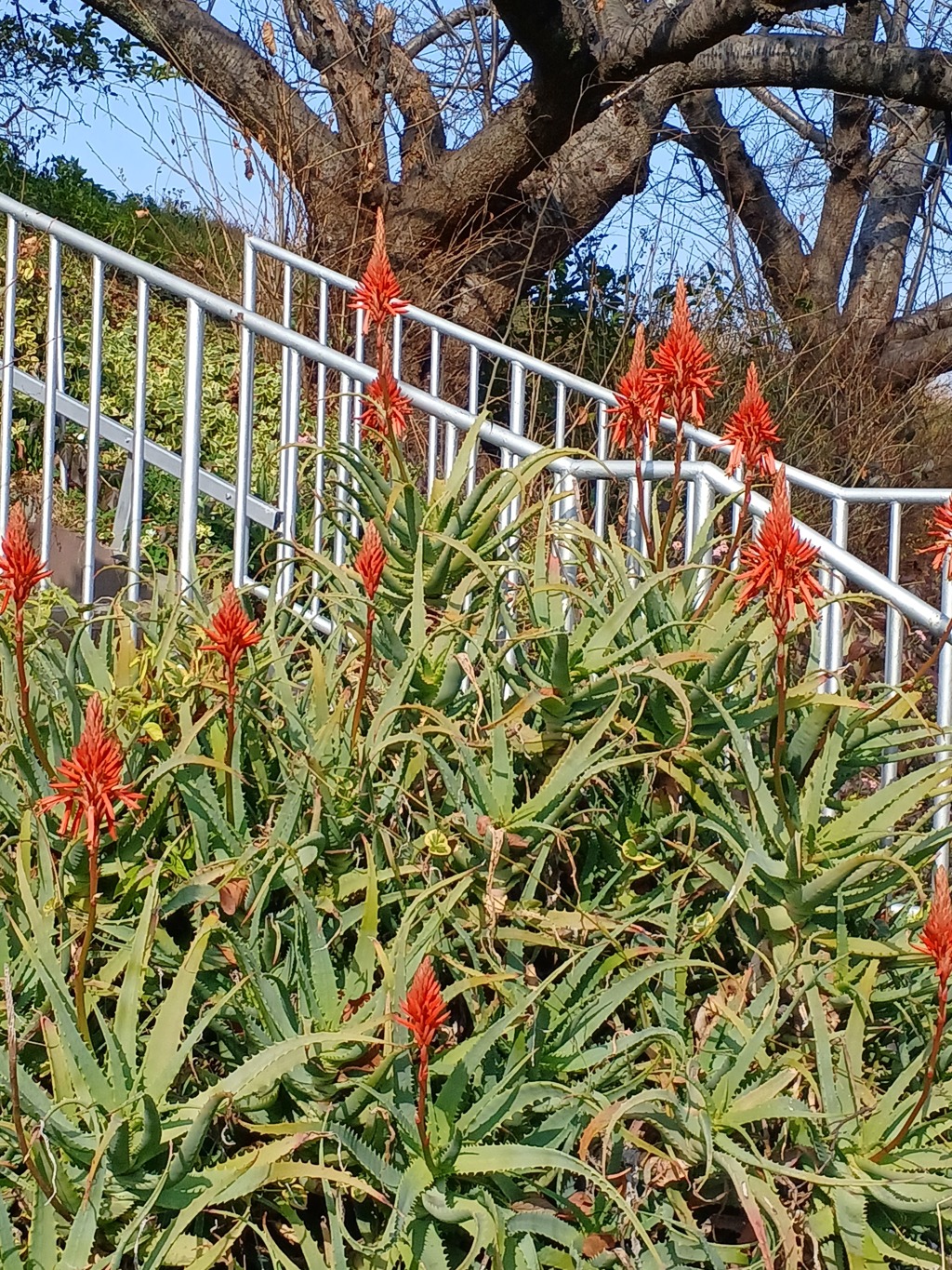野生アロエに花が