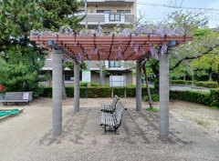 公園の藤棚