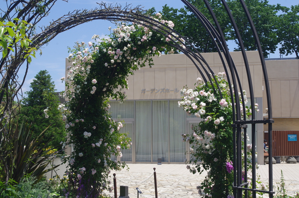 阪急西宮ガーデンズのバラ園