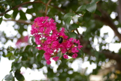 百日紅（サルスベリ）の花と熊ん蜂さん