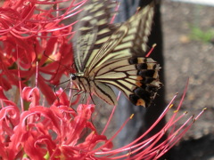 ヒガンバナとアゲハ蝶さん