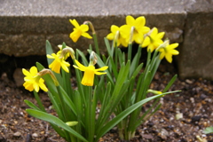 黄色ラッパ水仙
