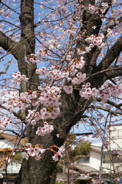 今津紅寒桜が満開