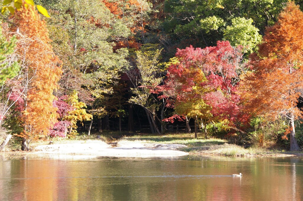 紅葉とカルガモさん