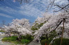 西宮市越水浄水場　桜の通り抜け