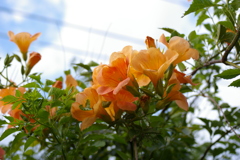 ノウゼンカズラ